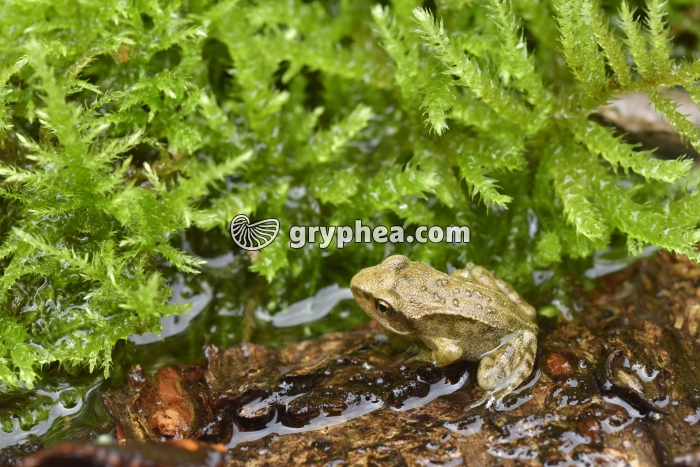 Grenouille rousse - Jeune grenouille (Rana temporaria) - gryphea.com